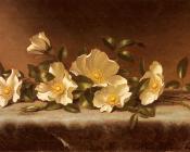 Cherokee Roses On A Light Gray Cloth - 马丁·约翰逊·赫德